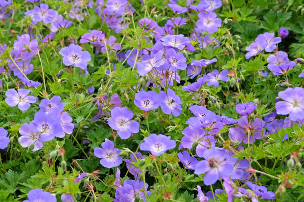 istock Purple hardy geranium cranesbill Rozanne in flower. 2194084346