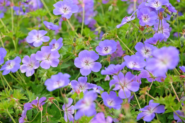 istock Purple hardy geranium cranesbill Rozanne in flower. 2194084347