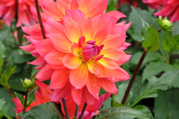 istock Deep orange and pink Decorative dahlia Firepot in flower. 2194084576