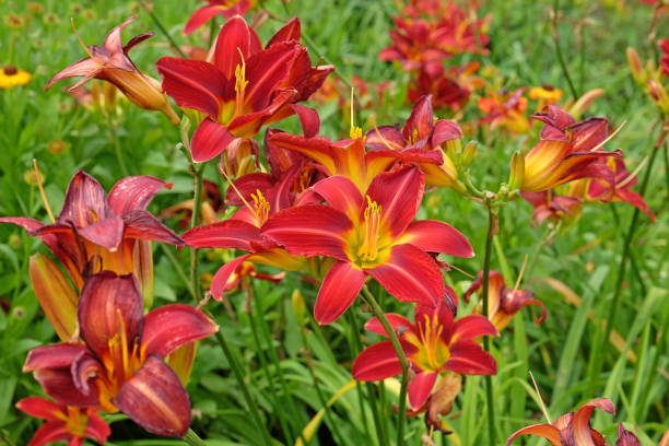 istock Red Daylily Hemerocallis Stafford in flower. 2194084592