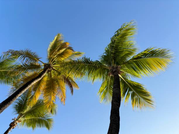 istock Palm Trees under a beautifull blue sky 2194085112