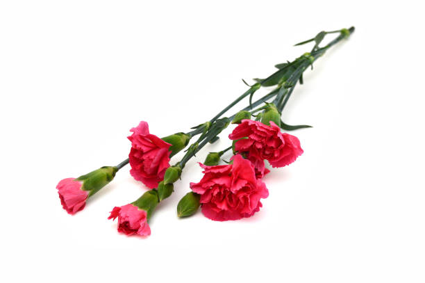 istock Collection carnation flowers on white background 2194085304