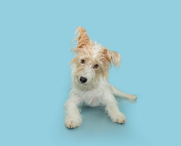 istock Portrait fox hairy puppy dog lying down tilting head side. Isolated on blue pastel background on summer or spring season 2194085416