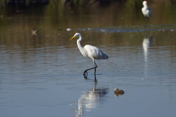 istock great white bird,  great white egret large claws, great egret wading through the water , white bird with yellow beak, white feathers, calm scene 2194085438