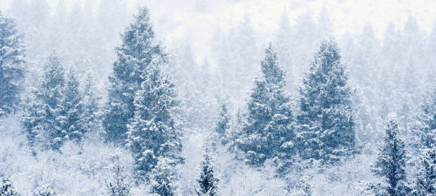 istock Winter Scene with Pine Tree Forest on Mountainside Snow Texture Blizzard Snow Storm 2194085463