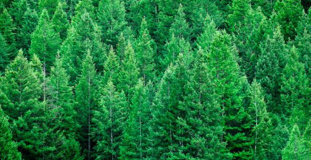istock Lush Green Fresh Pine Tree Forest on Mountain Side Forrest 2194085479