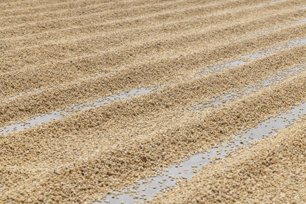 Ciudad Vieja, Antigua Guatemala, Sacatepequez, Guatemala. Coffee beans drying in the sun in Guatemala.