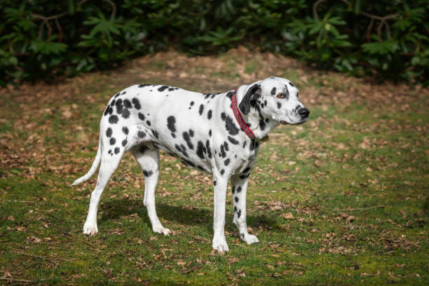 istock dalmatian dog standing and looking right by the forest 2194087348