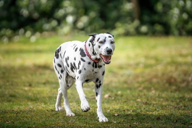 istock dalmatian dog running slowly by the forest 2194087359