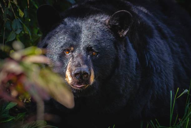A close-up of a black bear emerging from dense foliage