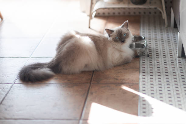 Crop of cute kitten with white and gray coat looking at camera in daytime on ground
