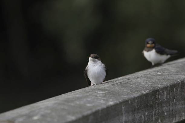 istock Sand martin,  Riparia riparia, on a fence 2194090163