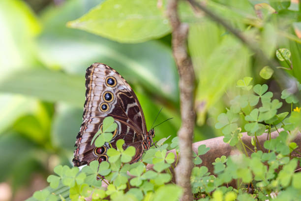 istock Butterfly on plants in Guatemala. 2194090472