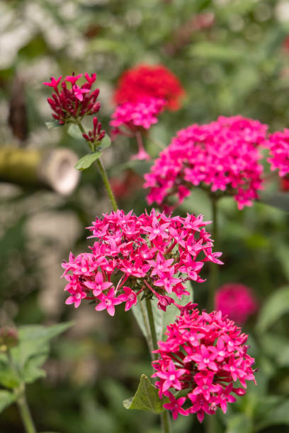 istock Pink Starcluster flowers, Pentas lanceolata. 2194090485