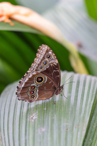 istock Butterfly on plants in Guatemala. 2194091014