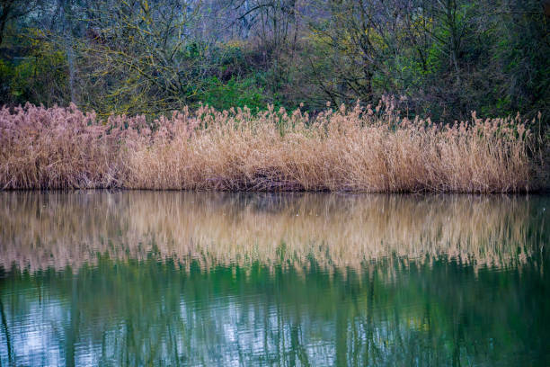 Symmetry in nature, Nature scenery by lake with reeds and trees symmetrical reflected in water