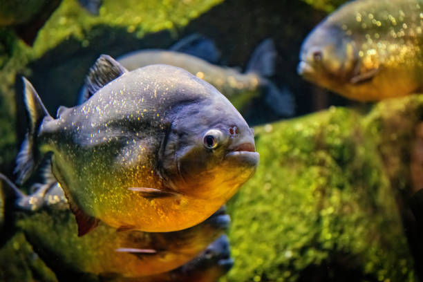 istock School of predatory red piranhas in a freshwater aquarium 2194094875
