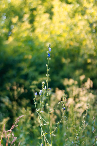 Bog sage (Salvia Uliginosa) in bloom in late summer.