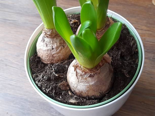 istock Hyacinth bulbs in  flower pot 2194102644