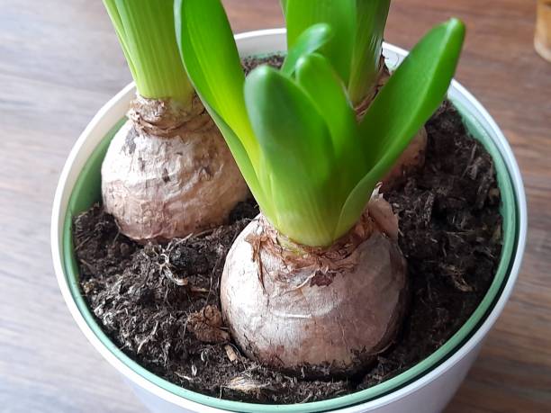 istock Hyacinth bulbs in  flower pot 2194102651
