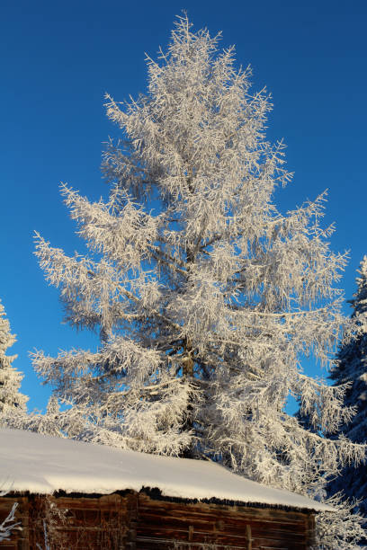 beautiful winter picture of a snowy larch tree behind an old cottage