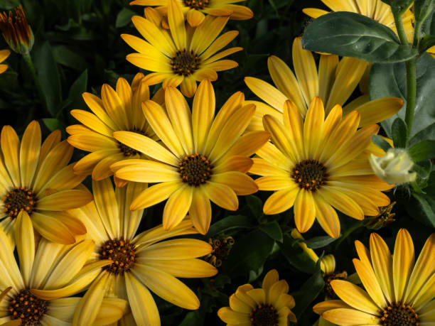 istock Yellow flowers with green leaves 2194105336