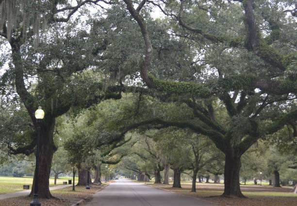 istock New Orleans Streetlight, City Park 2194105556