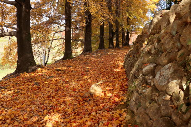 istock Fallen leaves decorating the walking path, Early winter (Hariki Water Purification Plant, Kochi City, Kochi Prefecture) 2194108678