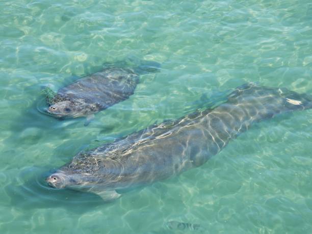 istock Manatee and calf (Trichechus) - swimming in a lagoon 2194109191