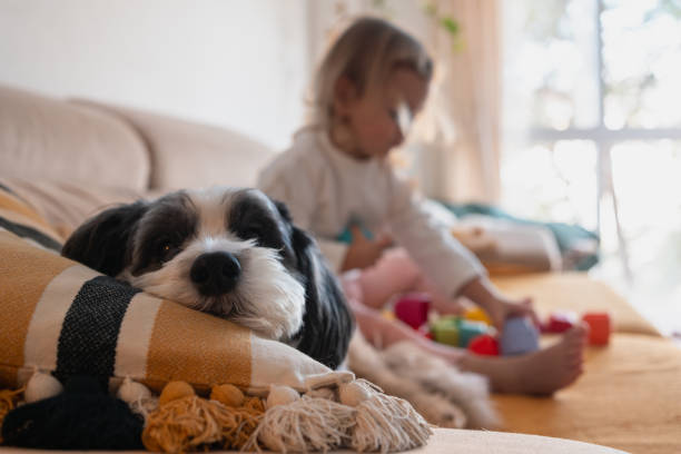 Small dog resting peacefully on a comfortable sofa while a toddler plays with toys in the background, creating a heartwarming scene of domestic tranquility
