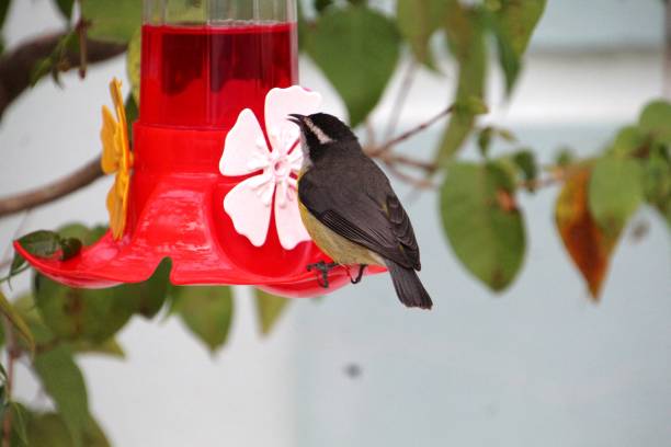 istock cambacica bird - Coereba flaveola 2194110736