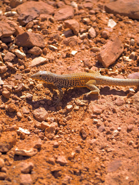 istock Lizard Resting On Red Rocks In A Desert Landscape 2194111551