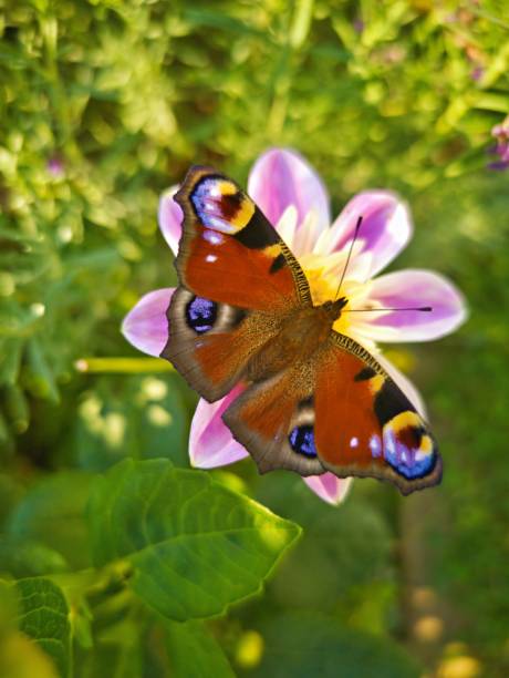 Close-up of a vibrant peacock butterfly resting on a pink flower amidst lush green foliage, showcasing its colorful wings in a garden setting.