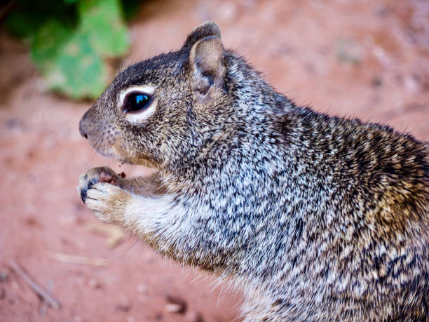 Grey Squirrel Eating a Nut in the Desert Terrain