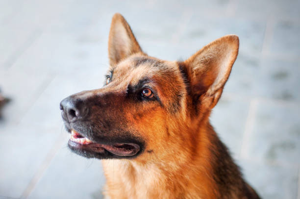 istock German shepperd dog looking up very attentive 2194112489