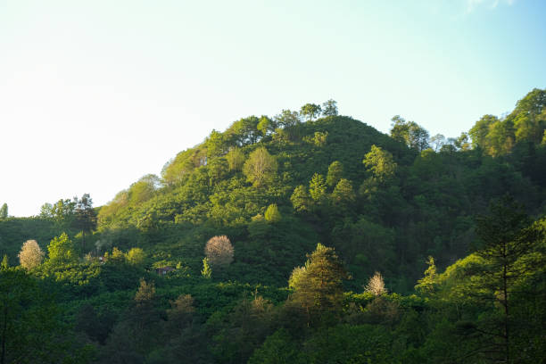 Forest illuminated by the rising sun stock photo