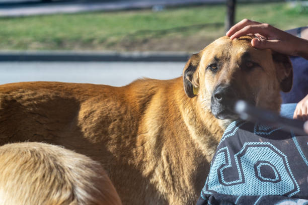 Volunteer is petting a stray dog, showing compassion and care