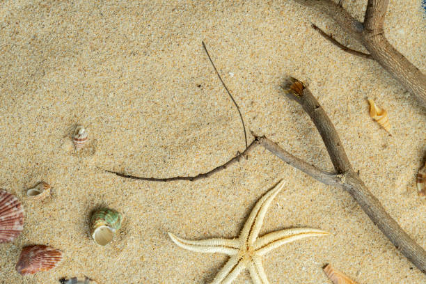 istock Natural sand beach with branch and starfish 2194113226