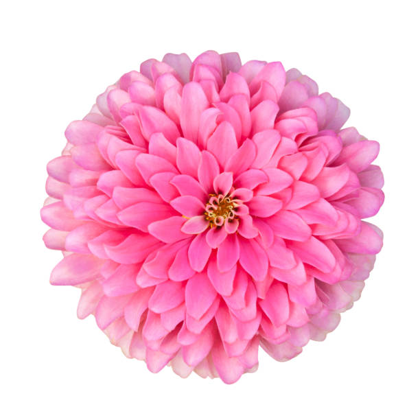 istock Pink Zinnia flower isolated on white background 2194114412