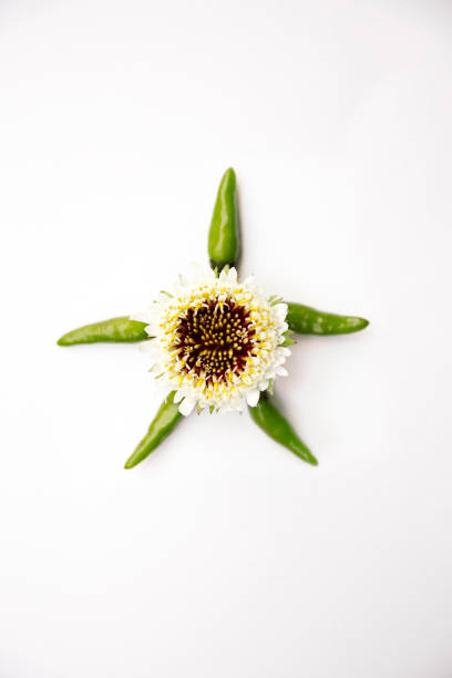 This image presents a playful and creative arrangement with a vibrant flower as the centerpiece, surrounded by green chilies arranged in a star-like pattern. The clean white background enhances the simplicity and highlights the natural colors and textures of the composition. Perfect for themes involving creativity, food art, or nature-inspired designs, this unique setup blends organic elements with artistic expression.
