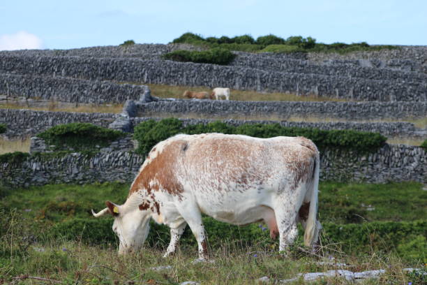 istock Irish Cow Grazing on Inis Mor 2194115917