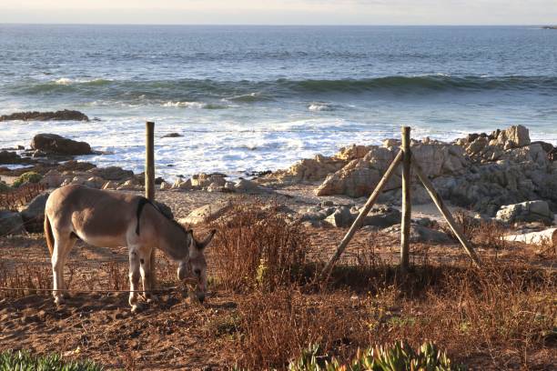 istock donkey grazing by the sea 2194116396