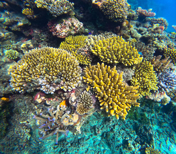 istock A beautiful underwater scene featuring many different types of colourful coral in clear waters on a tropical reef 2194116658