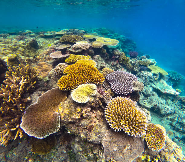 istock A beautiful underwater scene featuring many different types of colourful coral in clear waters on a tropical reef 2194116659