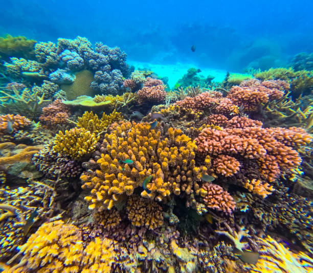 istock A beautiful underwater scene featuring many different types of colourful coral in clear waters on a tropical reef 2194116663