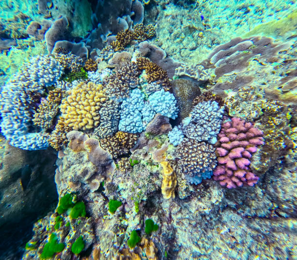 istock A beautiful underwater scene featuring many different types of colourful coral in clear waters on a tropical reef 2194116670