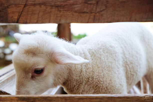 Baby Merino Sheep enjoying the sunshine in a paddock