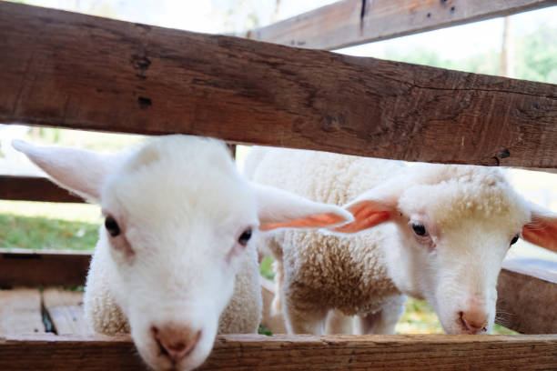 istock Cute little lambs in a farm. 2194120342