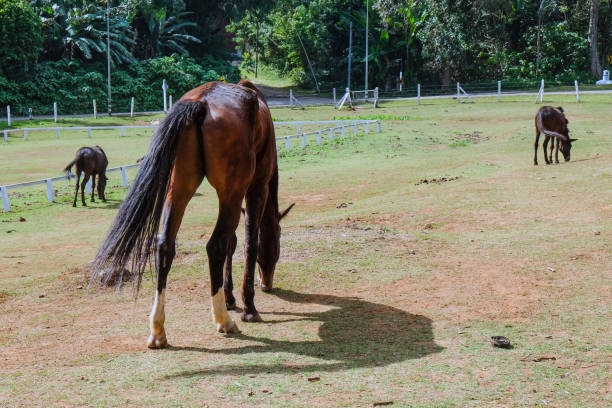 Horse eating grass in the farm.