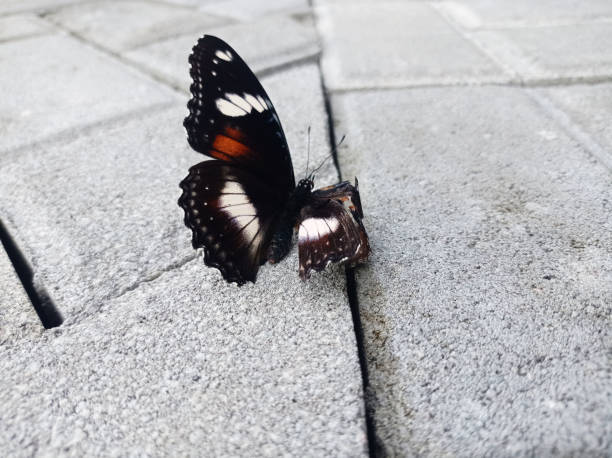 istock a butterfly of the great eggfly type 2194121520